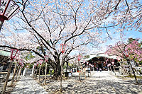 日枝神社桜