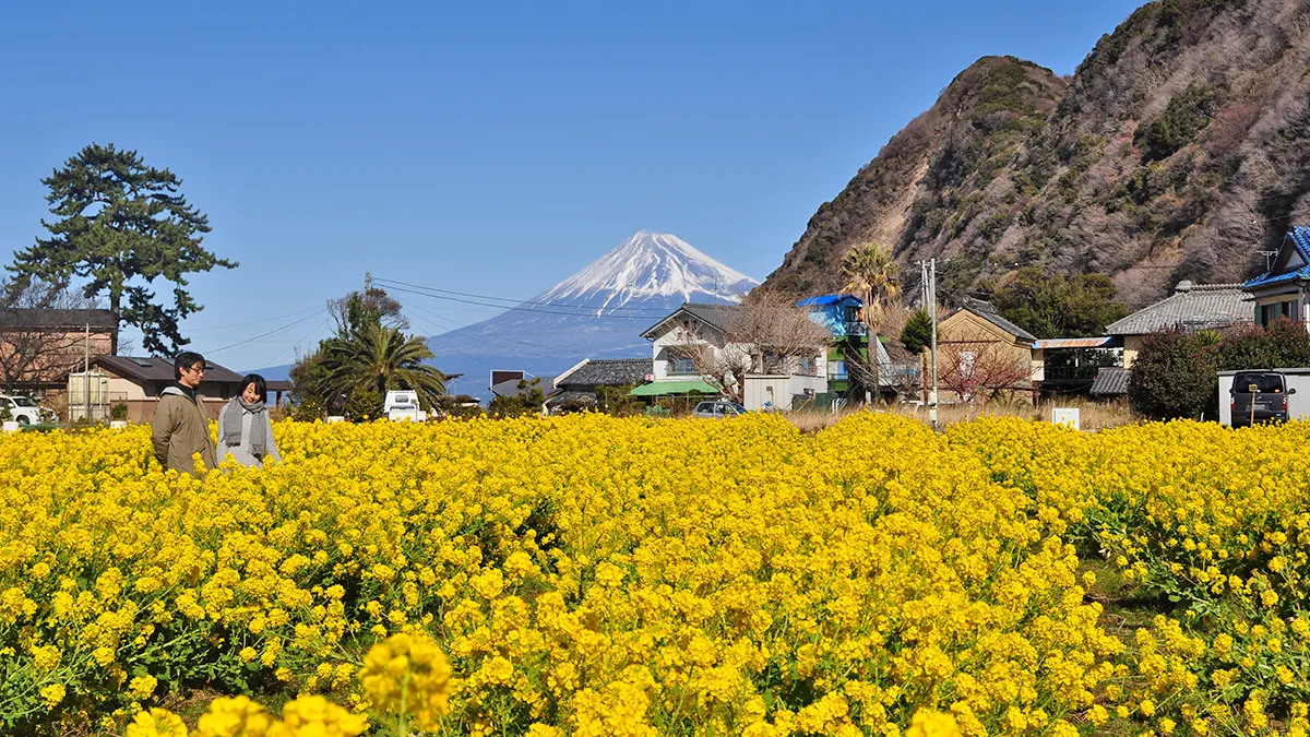 井田の菜の花畑