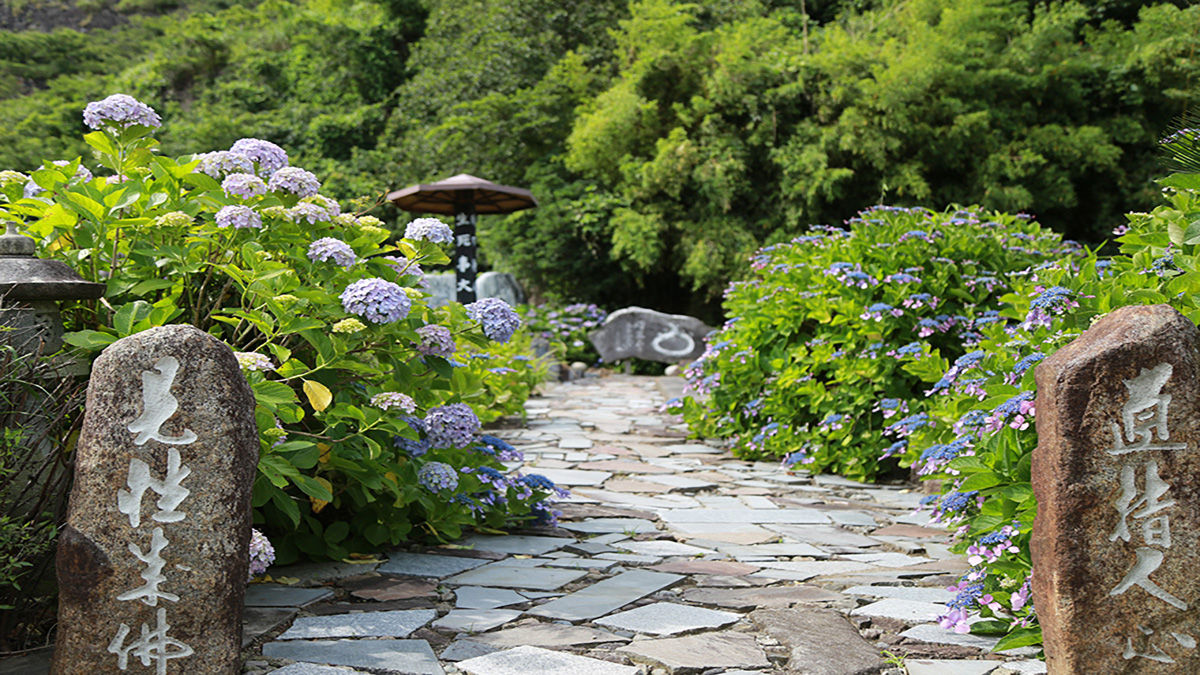 照江寺の紫陽花