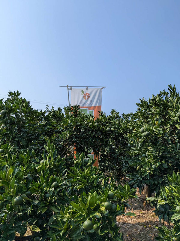 木負観光みかん園