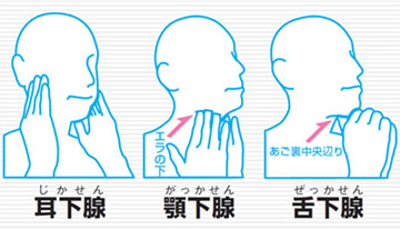だ液腺イラスト　耳下腺（耳下腺）、顎下腺（がっかせん）：エラの下、舌下腺（ぜっかせん）：あご裏中央辺り