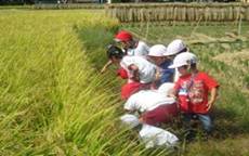田んぼで作業をする園児たち