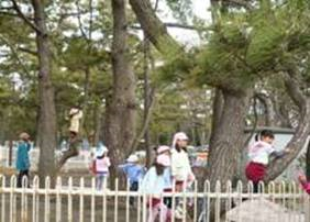 園庭で遊んだり松の木に登ったりする園児たち