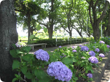 門池公園の紫陽花