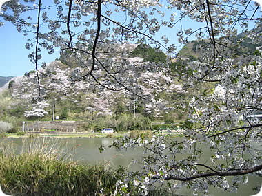明神池の桜