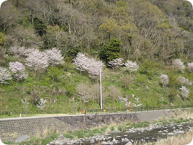 大川農村公園の桜