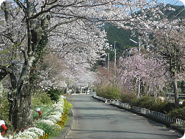 大久保川沿いの桜