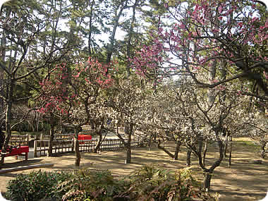 御用邸記念公園の梅
