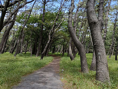 千本浜公園　松林