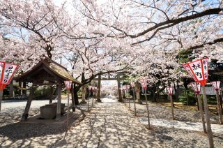市民カレンダー掲載イメージ画像　日枝神社の桜の画像