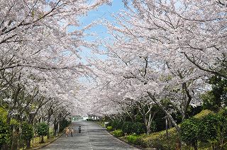市民カレンダー掲載イメージ画像　桜の画像