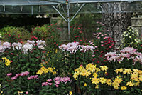 沼津御用邸記念公園hana・花・シンフォニー2