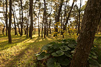 沼津御用邸記念公園のツワブキ