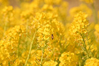 井田の葉の花5（ミツバチアップ）