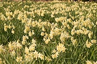 井田の水仙（群生）