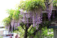 宮原公園（せせらぎ公園）の藤の花