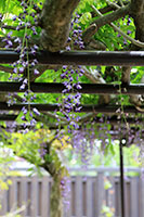 帯笑園の藤の花2