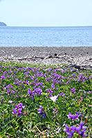 片浜海岸のハマエンドウ1
