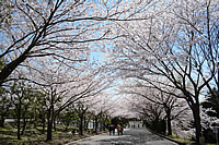 愛鷹広域公園桜