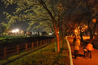 門池の夜桜