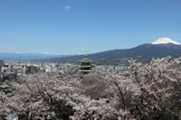 香貫山と桜（富士山あり）