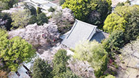 光長寺の桜
