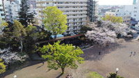 高沢公園のSLと桜
