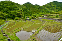 北山の棚田（春）