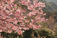 井田の河津桜2（メジロ）