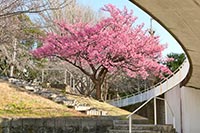 香貫公園の早咲き桜