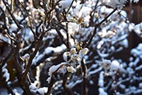 沼津御用邸記念公園の雪化粧の白梅
