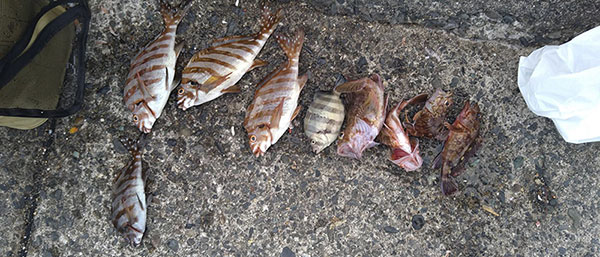 釣った魚の写真