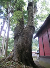 部田神社のコブ付大クス　南側