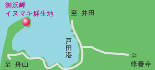 御浜岬のイヌマキ群生地　地図