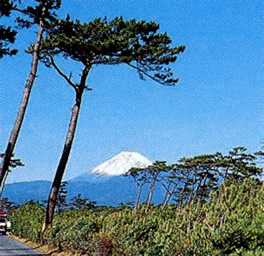 沼津の松林から富士山を望む